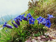 74 Gentiana acaulis (Genziana di Koch)